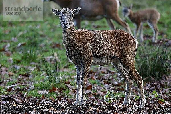 Europäischer Mufflon (Ovis gmelini musimon)  Weibchen  Schleswig-Holstein  Deutschland  Europa