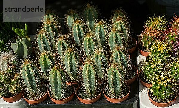 Kleine bunte Kaktuspflanze in einem kleinen Topf