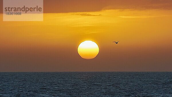 Sonnenaufgang  orangerote Sonne groß  Möwe als Schattenriss  dunkelblaues Meer  grau-orangener Himmel  Morgenlicht  Nordostküste  Dünengebiet  El Jable  Naturschutzgebiet  Fuerteventura  Kanarische Inseln  Spanien  Europa