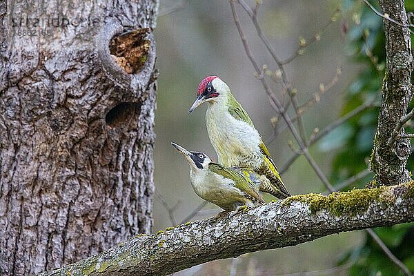 Grünspecht (Picus viridis) Paarung  Deutschland  Europa