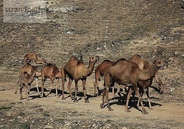 Kamelherde im Dhofargebiet  Jabal al Qamar  Südlicher Oman