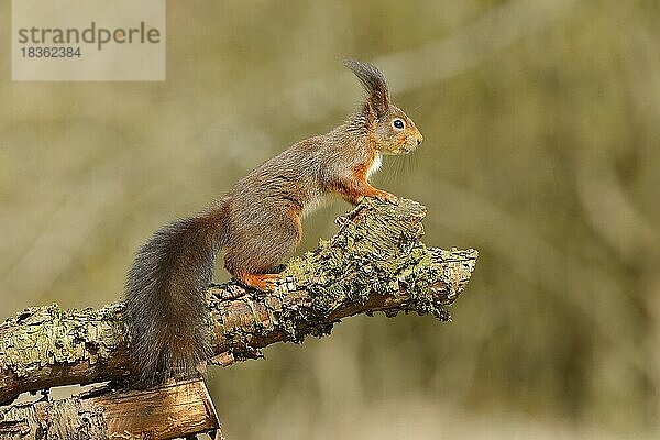 Europäisches Eichhörnchen (Sciurus vulgaris)  sitzt sprungbereit auf einem alten Ast  Wilden  Nordrhein-Westfalen  Deutschland  Europa
