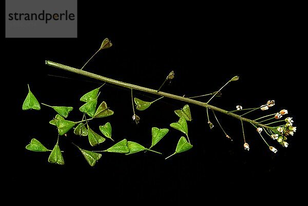 Heilpflanze Hirtentäschel  Hirtentäschelkraut (Capsella bursa-pastoris)  Hirtentaeschel  dem Hirtentäschelkraut werden traditionell Wirkungen gegen unterschiedlichste Beschwerden zugesprochen. So soll es unter anderem den Blutdruck regulieren  die Verdauung fördern  gegen Rheuma und Gicht sowie gegen Nasenbluten helfen  Heilpflanzliche Anwendung ohne Gewähr