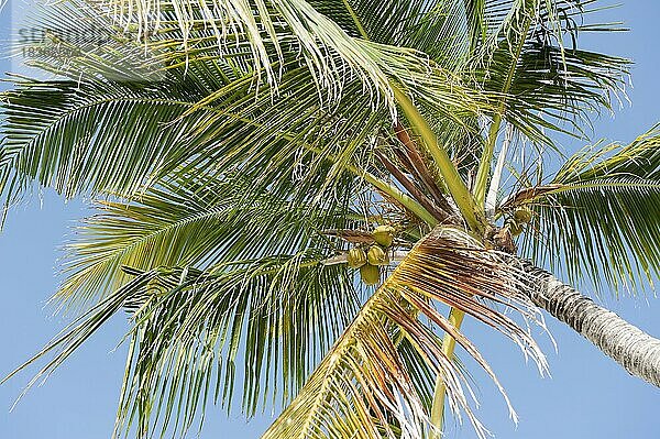 Blick nach oben auf Krone von hohe Palme Kokospalme (Cocos nucifera) mit Kokosnüsse  Malediven  Asien