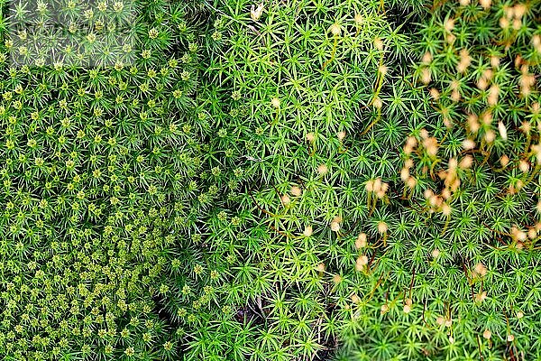 Laubmoos (Bryophyta)  Moosvielfalt von oben  Nationalpark Harz  Deutschland  Europa