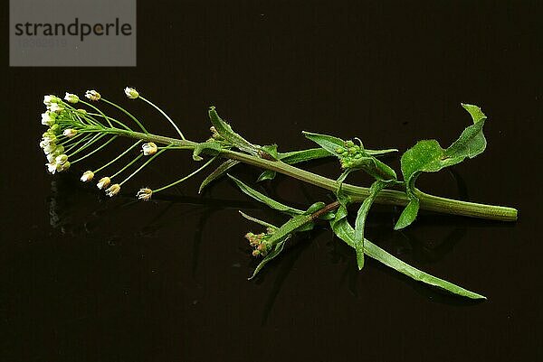 Heilpflanze Hirtentäschel  Hirtentäschelkraut (Capsella bursa-pastoris)  Hirtentaeschel  dem Hirtentäschelkraut werden traditionell Wirkungen gegen unterschiedlichste Beschwerden zugesprochen. So soll es unter anderem den Blutdruck regulieren  die Verdauung fördern  gegen Rheuma und Gicht sowie gegen Nasenbluten helfen  Heilpflanzliche Anwendung ohne Gewähr