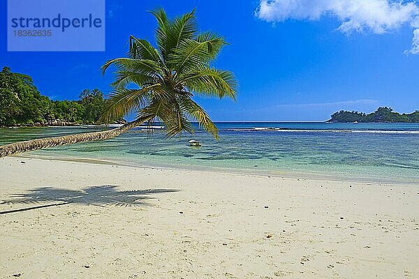 überhängende Kokospalme an der traumhaften Bucht von Baie Lazare  Insel Mahe  Westküste  Seychellen  Afrika