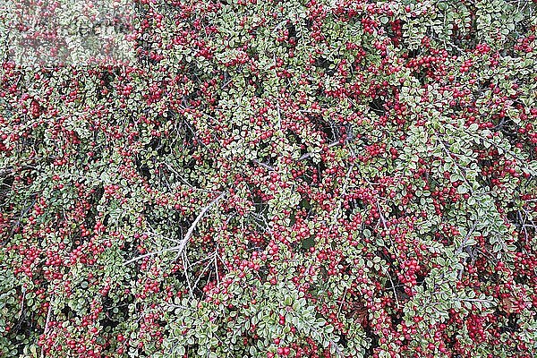 Zwergmispel (Cotoneaster horizontalis)  fruchtend  Hannover  Niedersachsen  Deutschland  Europa