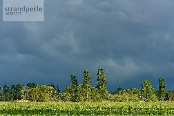 Stürmischer Himmel über einer Wiese bei regnerischem Frühlingswetter. Elsass  Frankreich  Europa