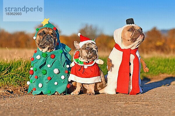 Lustige Erwachsene und Welpen Französische Bulldogge Hunde gekleidet mit Schneemann  Weihnachtsbaum und Weihnachtsmann Kostüme