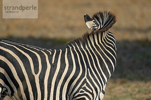 Steppenzebra der Unterart Crawshay-Zebra (Equus quagga crawshayi)  wendet sich ab  South Luangwa  Sambia  Afrika