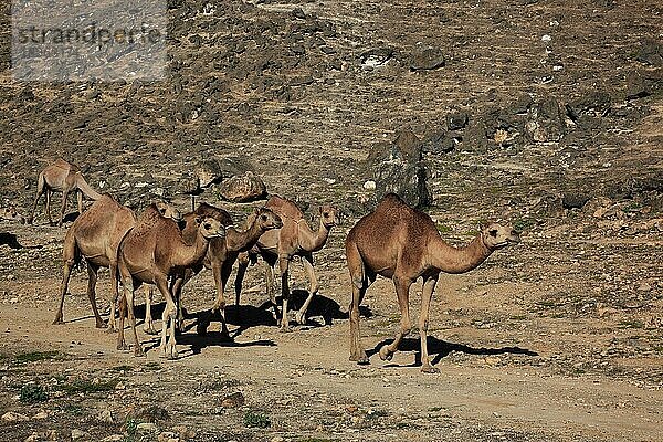 Kamelherde im Dhofargebiet  Jabal al Qamar  Südlicher Oman