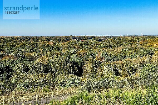 Blick von begrünte ehemalige Halde Schöttelbeck von Kohleabbau Bergbau auf Waldgebiet im Herbst Herbstwald herbstlicher Mischwald  Renaturierung  Köllnischer Wald  Bottrop  Ruhrgebiet  Nordrhein-Westfalen  Deutschland  Europa