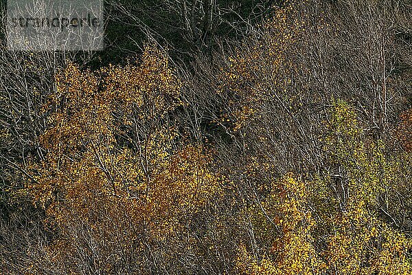 Bäume mit Herbstfarben in den Bergen. Vogesen  Elsass  Frankreich  Europa