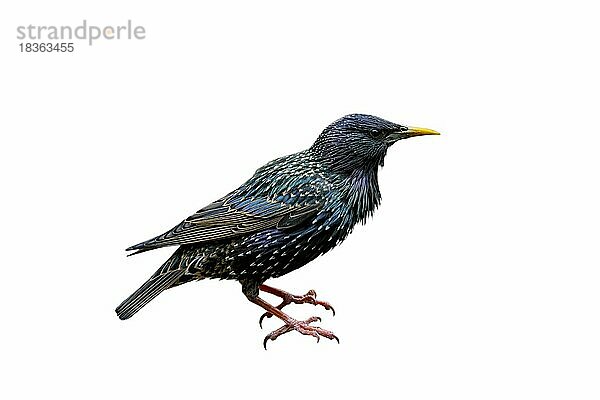 Gemeiner Star (Sturnus vulgaris)  Gemeiner Star vor weißem Hintergrund