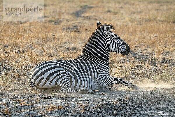 Steppenzebra der Unterart Crawshay-Zebra (Equus quagga crawshayi)  Tier ruht in der Steppe  wirbelt mit dem Huf Staub auf  Gegenlicht  Schatten  schattig  South Luangwa  Sambia  Afrika