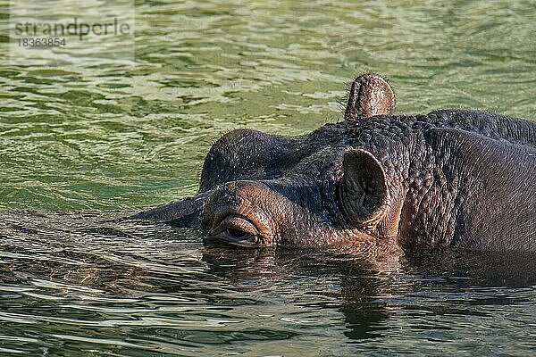 Nahaufnahme eines schwimmenden Nilpferd (Hippopotamus amphibius) im See