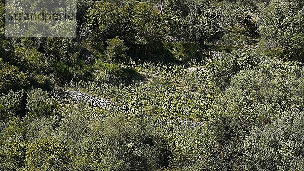 Grüne Berglandschaft  Bäume  Weinfeld  Insel Lefkada  Lefkas  Ionische Inseln  Griechenland  Europa