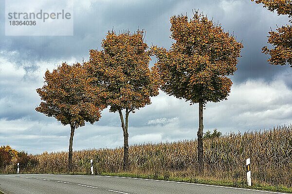 Spitzahorn (Acer platanoides) am Straßenrand  Feldrand  herbstlich verfärbt  Weserbergland  Nordrhein-Westfalen  Deutschland  Europa