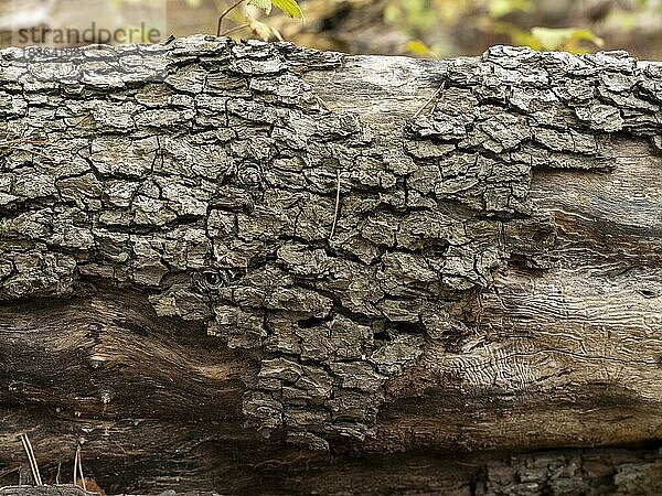 Rinde von einem umgefallenen toten Baumstamm im Naturschutzgebiet Seeberg auf dem Großen Seeberg  Drei Gleichen  Thüringen  Deutschland  Europa