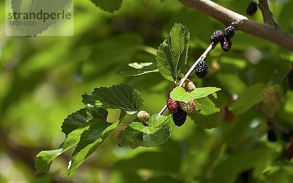 Schwarzer Maulbeerbaum  Zweig mit Früchten (Morus nigra)  Mallorca  Balearen  Spanien  Europa