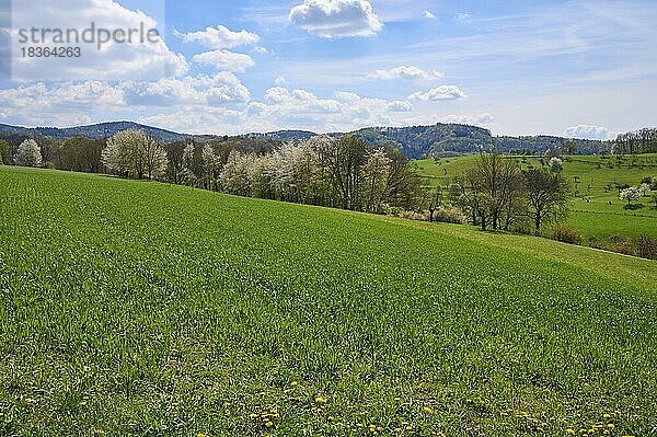 Landschaft  Mittelgebirge  Frühling  Birkenau  Odenwald  Hessen  Deutschland  Europa