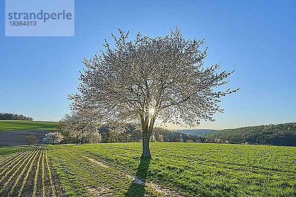 Landschaft  Kirschbaum  Blüten  Weg  Sonnenuntergang  Frühling  Reichartshausen  Amorbach  Odenwald  Bayern  Deutschland  Europa