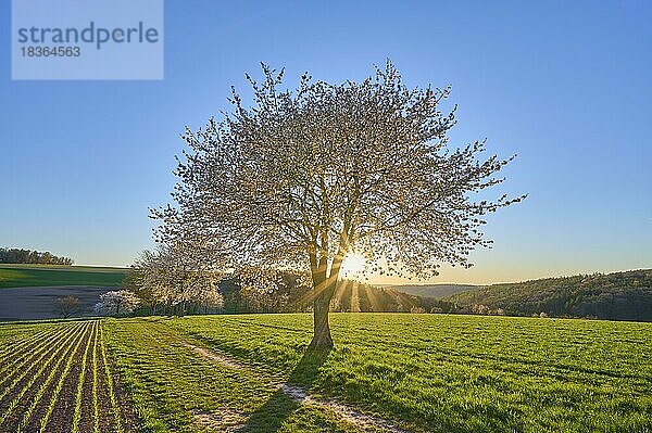 Landschaft  Kirschbaum  Blüten  Weg  Sonnenuntergang  Frühling  Reichartshausen  Amorbach  Odenwald  Bayern  Deutschland  Europa