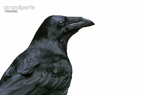 Nahaufnahme von Kolkrabe (Corvus corax)  Kolkrabe vor weißem Hintergrund