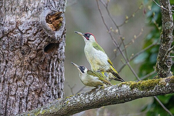 Grünspecht (Picus viridis) Paarung  Deutschland  Europa