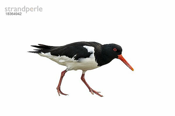 Gefleckter Austernfischer (Haematopus ostralegus) vor weißem Hintergrund