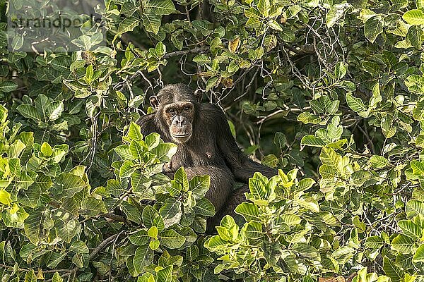 Schimpanse auf Baboon Island  River Gambia National Park  Gambia  Westafrika  Afrika
