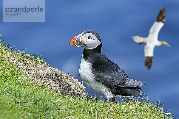 Papageitaucher (Fratercula arctica) auf einer Klippe und vorbeifliegende Basstölpel in einer Seevogelkolonie  Shetlandinseln  Schottland  UK