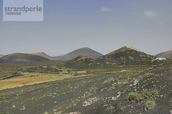 Vulkanlandschaft rund um La Geria  Lanzarote  Kanaren  Spanien  Europa