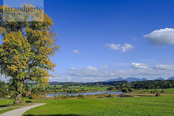 Froschhauser See bei Froschhausen  Pfaffenwinkel  Oberbayern  Bayern  Deutschland  Europa