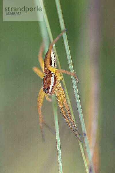 Gerandete Jagdspinne (Dolomedes fimbriatus)  sitzt auf Grashalm  Pfrühlmoos  Bayern