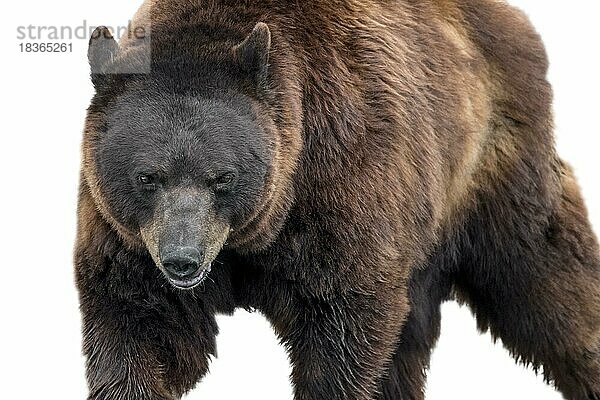 Europäischer Braunbär (Ursus arctos arctos) Porträt in Nahaufnahme vor weißem Hintergrund