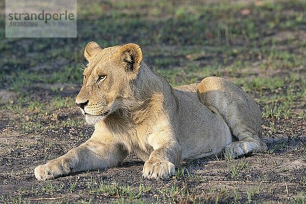 Löwe (Panthera leo)  Löwin  weiblich  liegend  Seitenlicht  Savuti  Chobe National Park  Botswana  Afrika