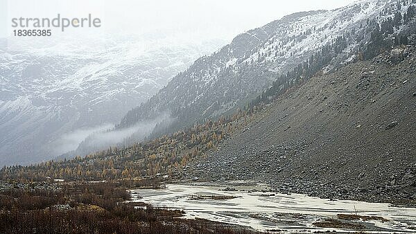 Herbstlicher Lärchenwald im Val Morteratsch  Morteratschgletscher  Engadin  Graubünden  Schweiz  Europa