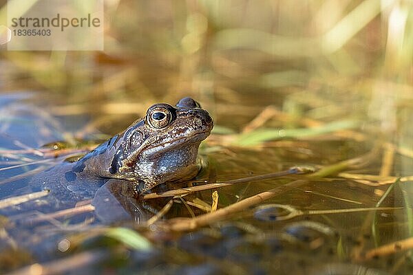 Common frog (Rana temporaria) on the nesting ground in early spring. Vogesen  Elsass  Frankreich  Europa
