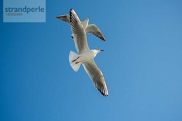 Paar Möwen fliegen in den Himmel Hintergrund