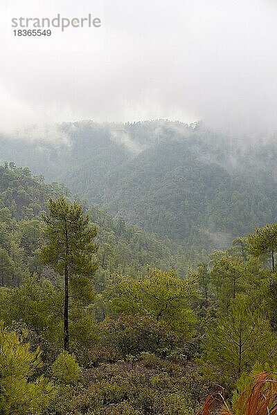 Nebel  Nebelschwaden  Wald  Troodos-Gebirge  Zypern  Europa