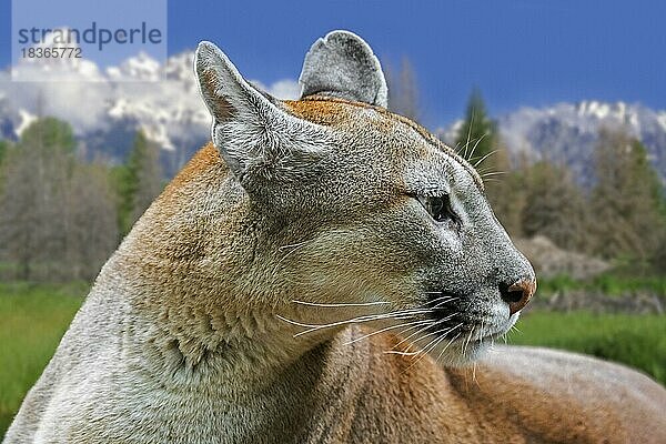 Nahaufnahme eines Pumas (Puma concolor)  Puma  Puma  Panther  Grand Teton National Park  Wyoming  USA  Nordamerika