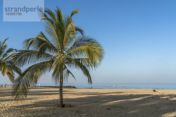 Kokospalmen am Strand von Cape Point  Bakau  Gambia  Westafrika  Afrika