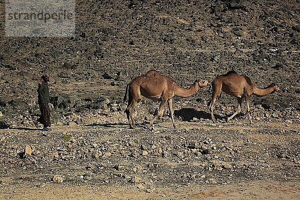 Kamelherde im Dhofargebiet  Jabal al Qamar  Südlicher Oman