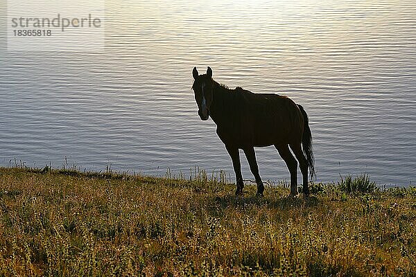 Pferde auf der Weide am Ufer des Song-Kol-Sees am frühen Morgen  Provinz Naryn  Kirgisistan