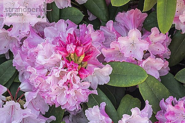 Rhododendron Comte du Parc  Rhododendron Yakushimanum Conte du Parc  Nahaufnahme der rosa Blüten im Frühling