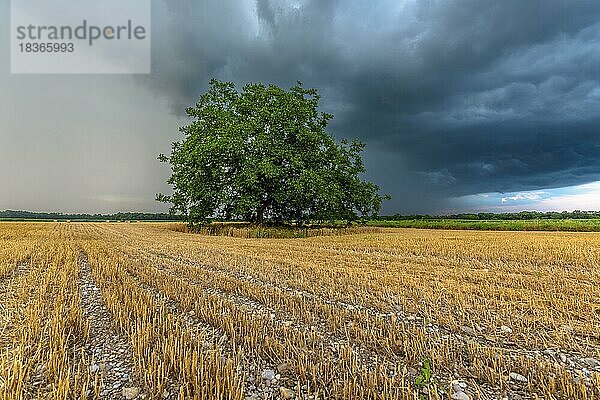 Stormy sky over cultivated plain in summer. Elsass  Frankreich  Europa