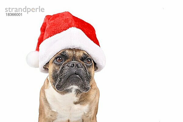Französische Bulldogge mit roter Weihnachtsmannmütze vor weißem Hintergrund