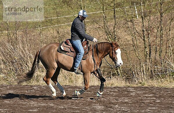 Training eines Westernpferds der Rasse American Quarter Horse in der Gangart Galopp auf einem Reitplatz im Winter  Rheinland-Pfalz  Deutschland  Europa